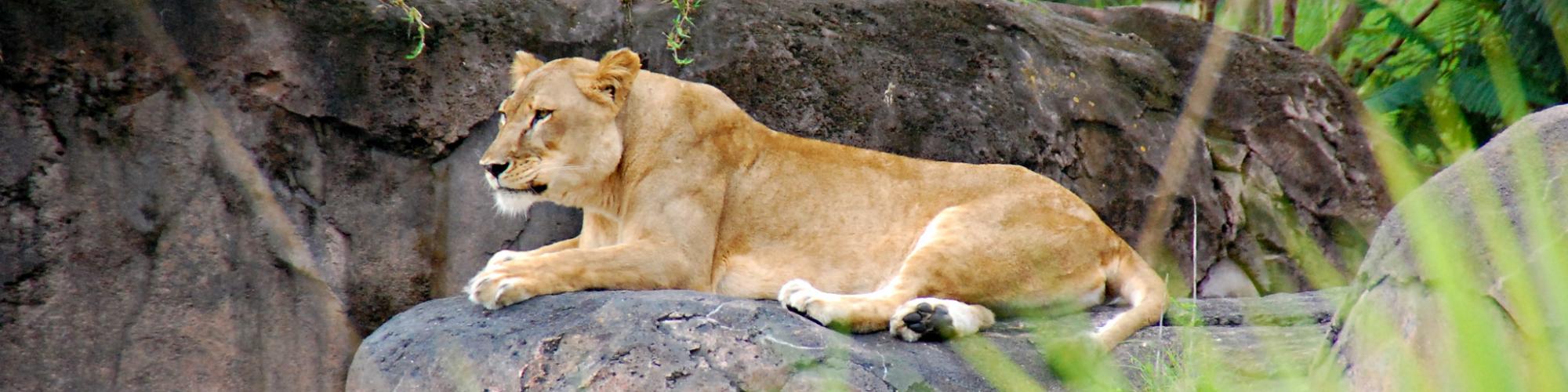 Kilimanjaro Safaris